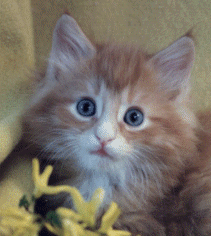 Red Tabby w/white