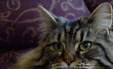 Brown Tabby w/ White