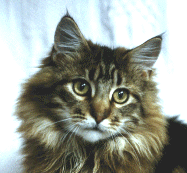 Brown Tabby Kitten